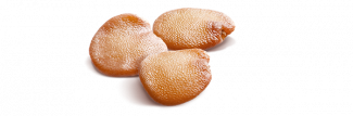 patlıcan tohumu